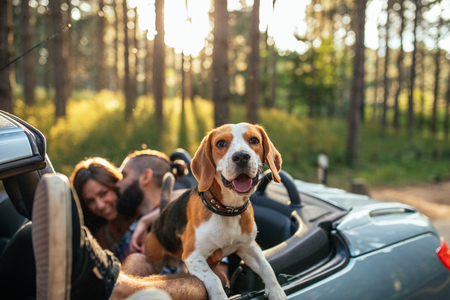 Shot of a young couple with a dog driving in a convertible.の写真素材