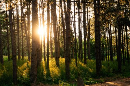 Shot of a sunset in the woods.の写真素材