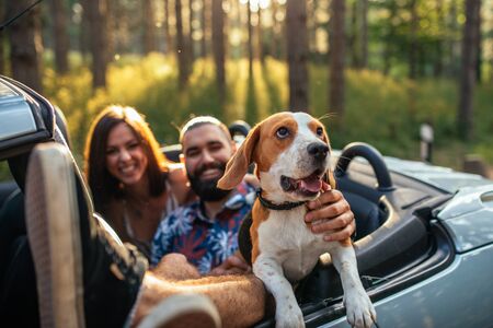 Portrait of a young couple sitting in the car and enjoying spending time with a dog. Focus on the dog.の写真素材