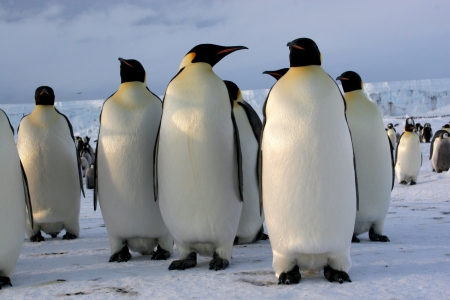 Manchots Empereurs  Emperor penguins  Antarctique の写真素材