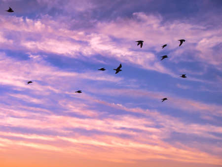 Beautiful sky on sunset or sunrise with flying birdsl. Background Birds flying in the cloudy sunset sky.の写真素材
