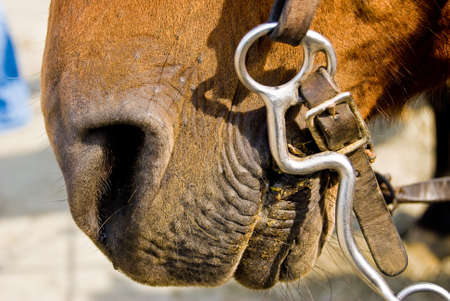 Close-up shot of a Horse on a Bright Sunny Dayの写真素材