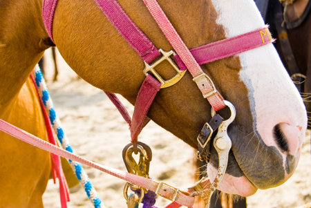 Close-up shot of a Horse on a Bright Sunny Dayの写真素材