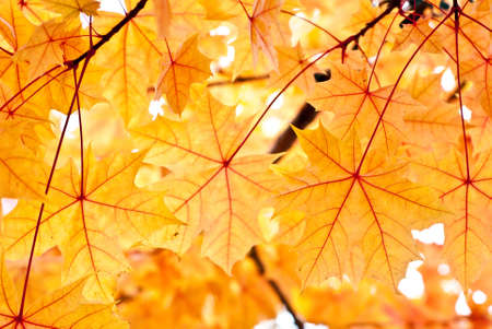 Fall Leafsの写真素材