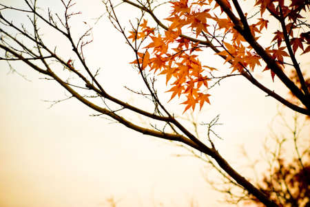 The sepia tone of this fall scenery bring up the essence of fallの写真素材