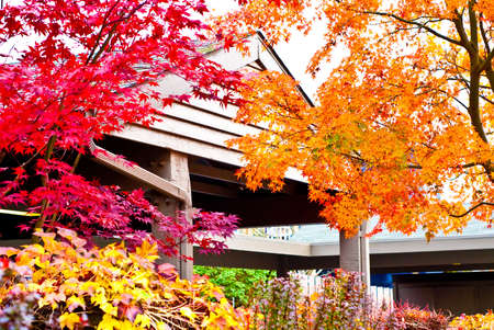 Fall scene around a local appartmentsの写真素材