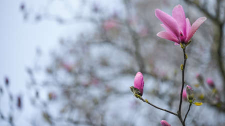 Photographing University of Washington Cherry Blossom on a Spring Morning.の写真素材