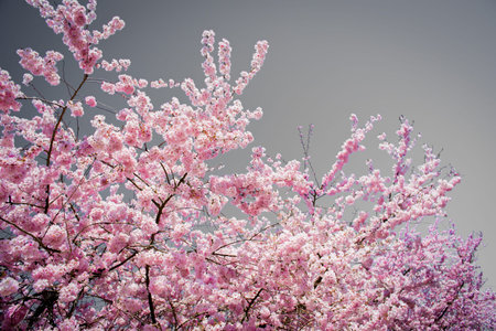 The Fire Like Bright Pink Of The Spring Cherry Blossom Dance With The Wind During A Warm Afternoon...