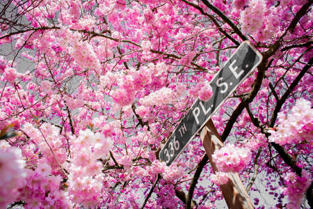 Road Sign Stand Among A Sea Of Bright Pink Spring Cherry Blossom On A Warm Sunny Afternoon In Fall City Washingtonの写真素材