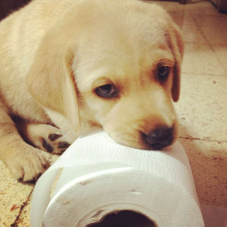 Cute puppy making little eyesの素材