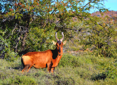 Red hartebeest in Karoo National Park, Beaufort West, Western Cape, South Africaの写真素材