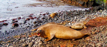 Elephant seal in Marion Island of Prince Edward Islandsの写真素材