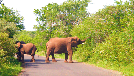 Elephants in Mkhuze Game Reserve, KwaZulu-Natal, South Africaの写真素材