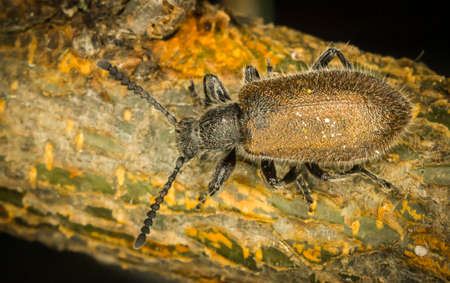 Beetleの写真素材