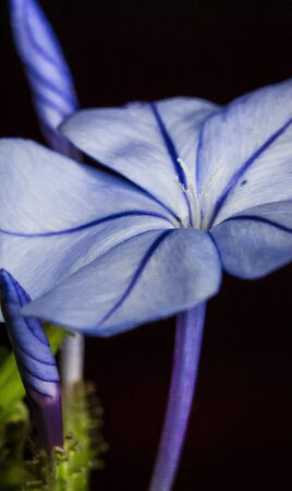 Blue flowerの写真素材