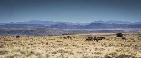 Mountain Zebra National Park wildebeestの写真素材