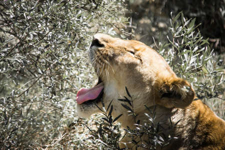 Lion, Kariega Game Reserveの写真素材