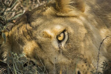 Lion, Kariega Game Reserveの写真素材