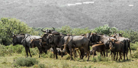 Blue wildebeest, Kariega Game Reserveの写真素材