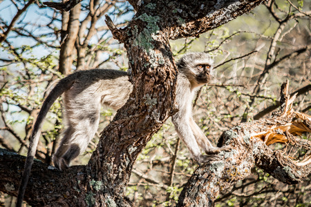 Vervet monkeyの写真素材