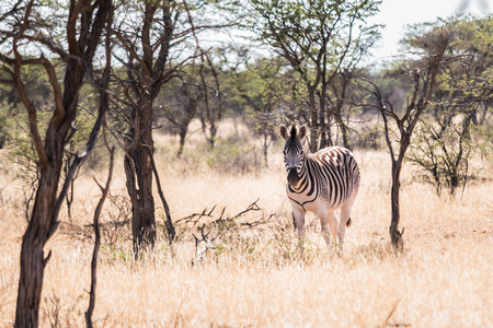 Plains zebraの写真素材