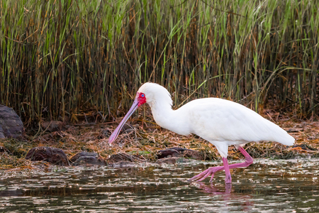 African Spoonbillの写真素材