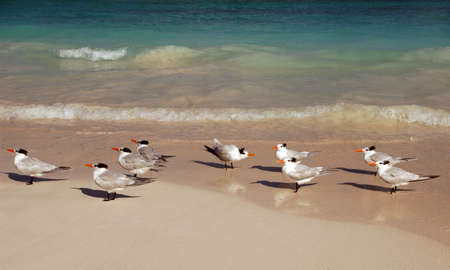 Seagulls on a beach in Tulum, Mexico.の写真素材