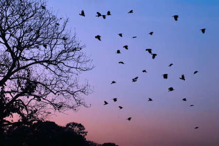 Flock of birds flying off of a tree into the pink sky.の写真素材