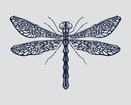 Hand drawn vector illustration or drawing of a dragonflyのイラスト素材