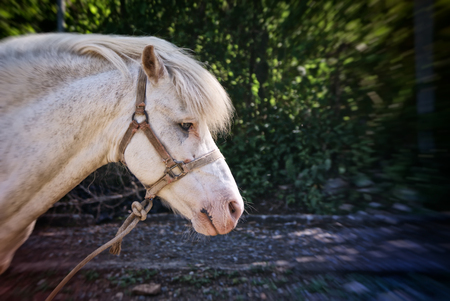 Photograph of a white horse in a natural backgroundの写真素材