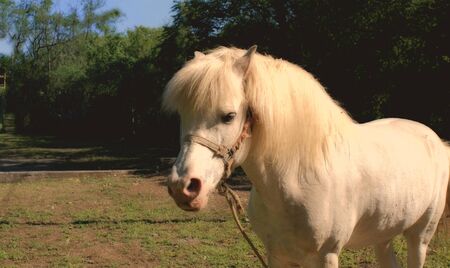 Photograph of a white horse in a natural background with a nostalgic effectの写真素材