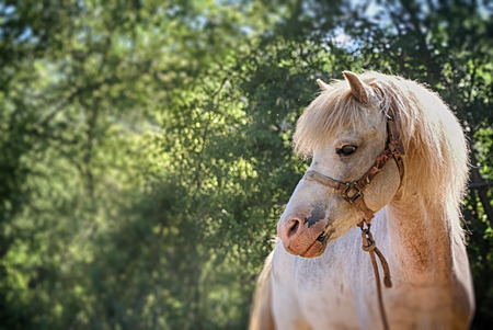 Phoograph of a white horse on a natural backgroundの写真素材