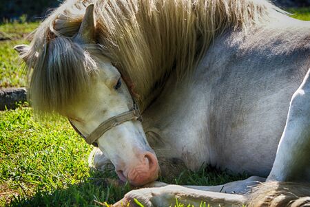 Photograph of a sleeping white horse on a natural backgroundの写真素材