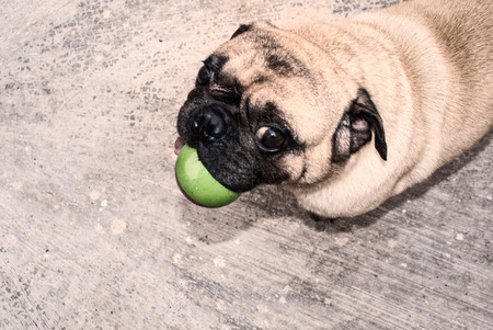 Photograph of a pug dog playing with a ball and a concrete floorの写真素材