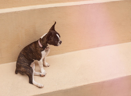 Photograph of a Boston terrier puppy dog on a concrete floorの写真素材