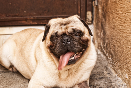 Photograph of a pug dog on a concrete floorの写真素材