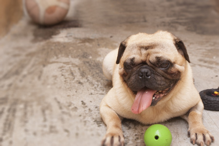Photograph of a pug dog and a ball of basketball on a concrete floorの写真素材