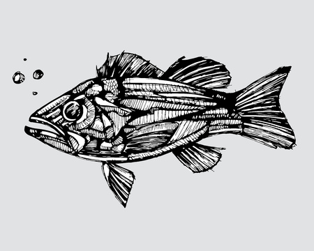 Hand drawn vector illustration or drawing of a fish in a realistic styleのイラスト素材