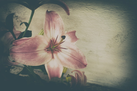 Photograph of some colorful natural flowersの写真素材