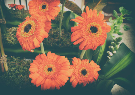 Photograph of some natural colorful flowers