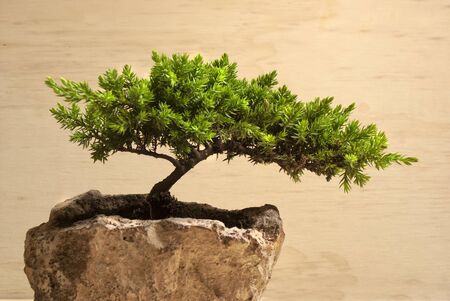 Photograph of a traditional japanese bonsai treeの写真素材
