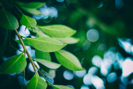 Photograph of some tree branches and green leaves with a blured background