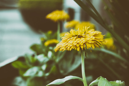 Photograph of a yellow flower and plants and a blurred backgroundの写真素材