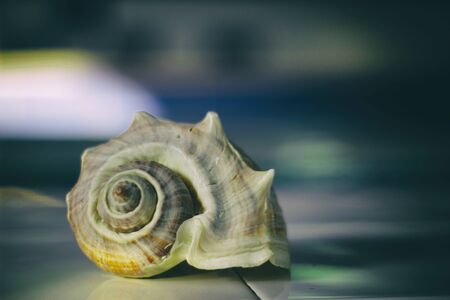 Photograph of a striped seashell on a mosaic tableの写真素材