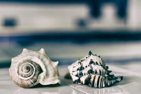 Photograph of a pair of seashells on a mosaic tableの写真素材