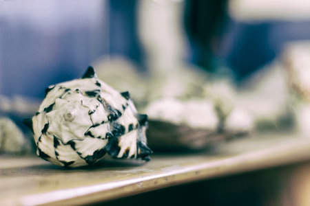 Photograph of a pair of seashells on a mosaic table
