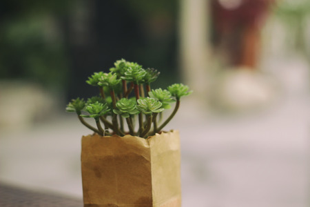 Phoograph of a dwarf shrub plantの写真素材