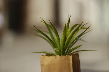 Phoograph of a dwarf shrub plantの写真素材