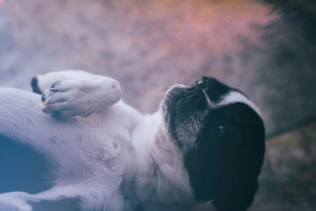 Photograph of a Boston Terrier puppy dog on a mosaic floorの写真素材