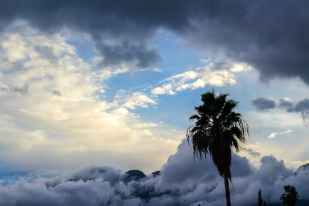 Photograph of a cloudy sky and palm treeの写真素材